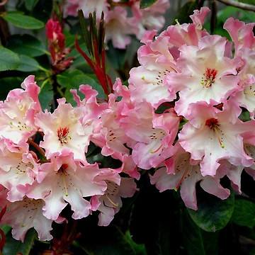 Artwork thumbnail, A Perfect Spring Rhododendron by Marjorie Wallace
