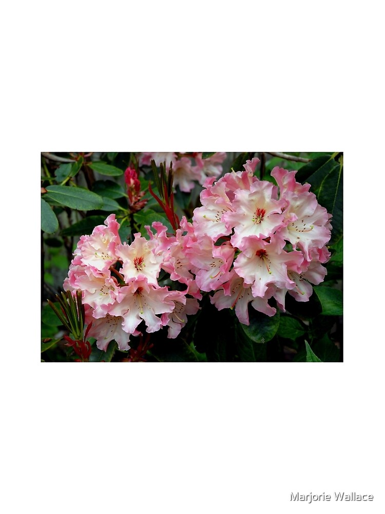 Thumbnail 3 of 3, Scarf, A Perfect Spring Rhododendron designed and sold by windflowers43.