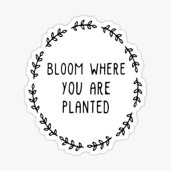 Bloom Where you are Planted Vinyl Sticker - Sweetpea and Co.