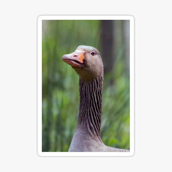 Head of a greylag goose Sticker