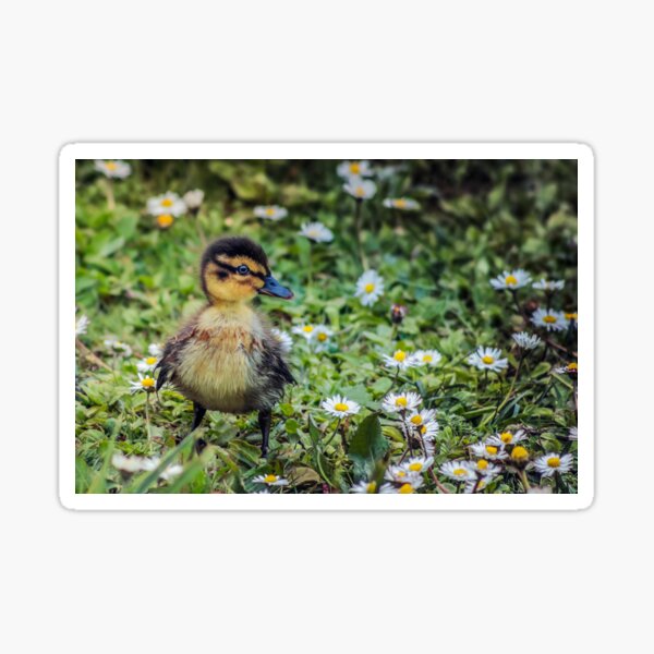 Mallard Duckling Sticker
