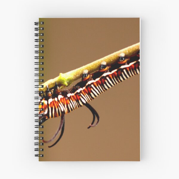 Item preview, Stripy Caterpillar designed and sold by Geoff Treagus.
