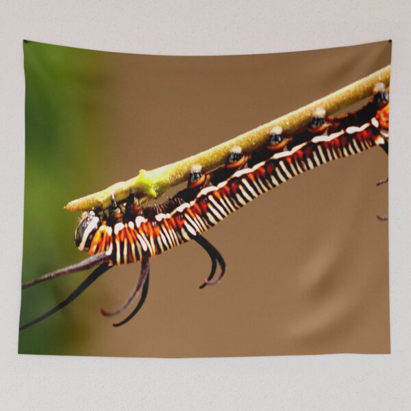 Item preview, Stripy Caterpillar designed and sold by Geoff Treagus.
