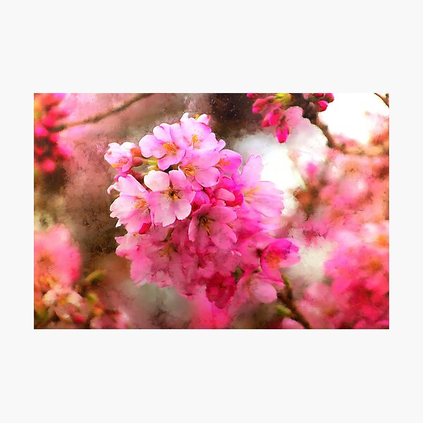 Item preview, Spring Cherry Blossoms of Washington - 2 designed and sold by SeaChangeDesign.