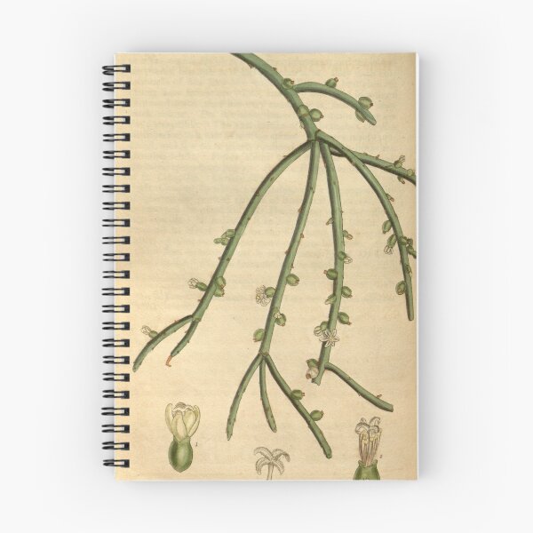 Item preview, Curtis's botanical magazine (Plate 3080) (8411493896) designed and sold by EsotericBotanic.