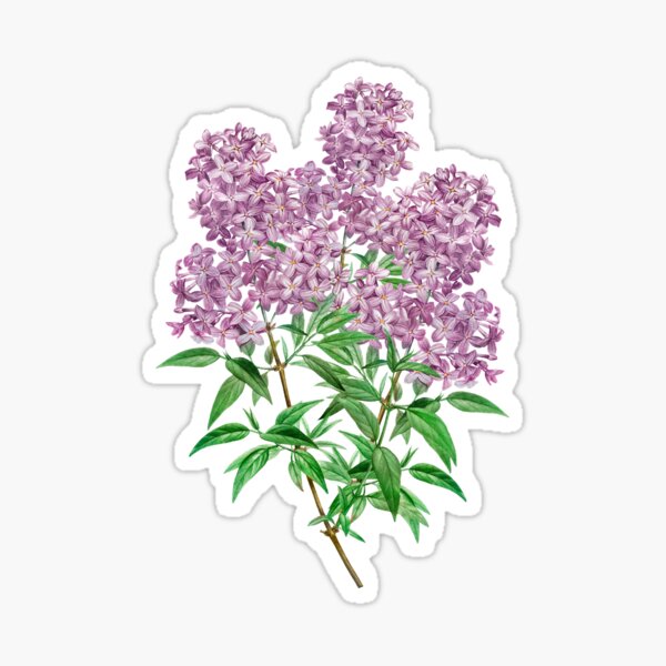 Persian lilac (Lilac persica) Vintage Botanical Illustration Sticker