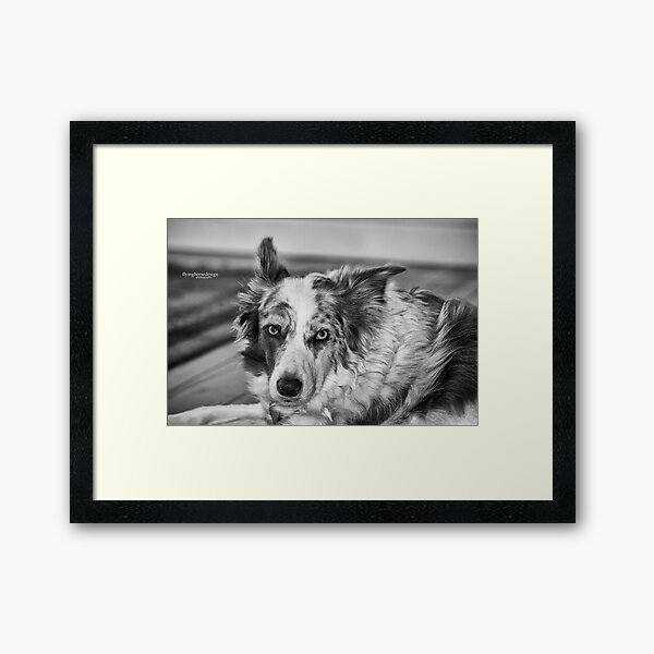 Gwennie - Merle Border Collie Framed Art Print