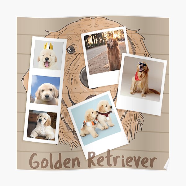 "Golden Retriever puppy coat photo album" Poster for Sale by mohamadkaakeh Redbubble