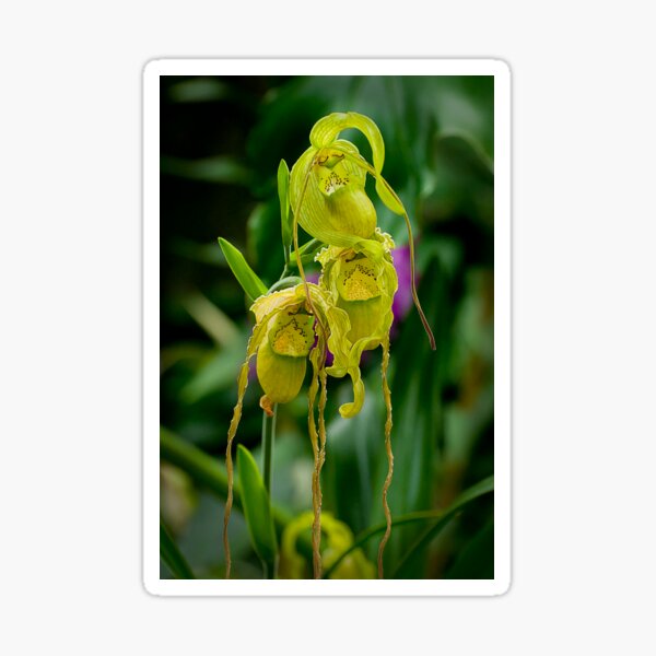 Item preview, Yellow Green Paphiopedilum Orchid designed and sold by Michael Cummings.