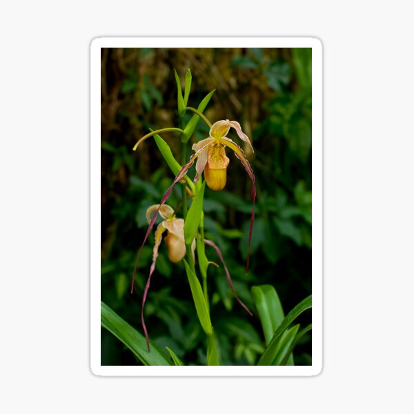 Item preview, Paphiopedilum Orchid designed and sold by Michael Cummings.