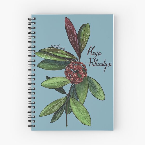 Aperçu de l'œuvre Hoya pubicalice en fleur créée et vendue par Wieskunde.