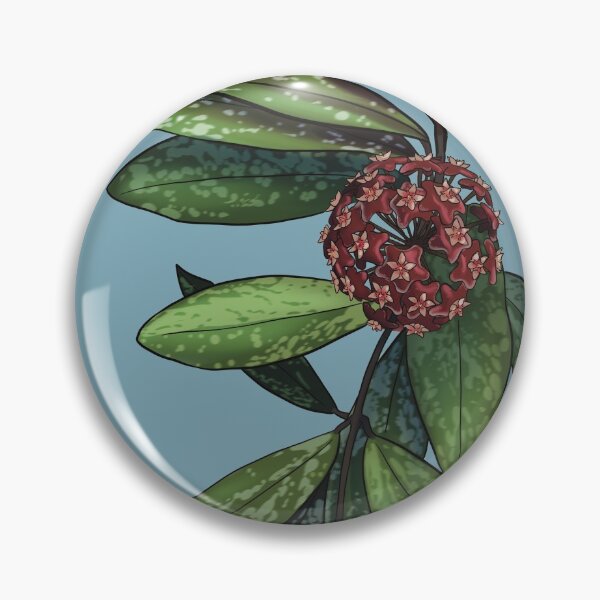 Item preview, Hoya pubicalyx in bloom designed and sold by Wieskunde.