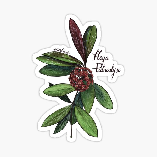 Hoya pubicalyx in bloom Sticker