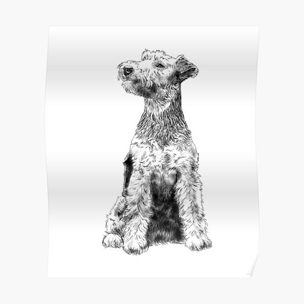 Sitting Welsh Terrier Dog Poster