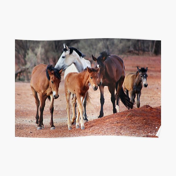 Wild Brumbies of the Mereenie Poster