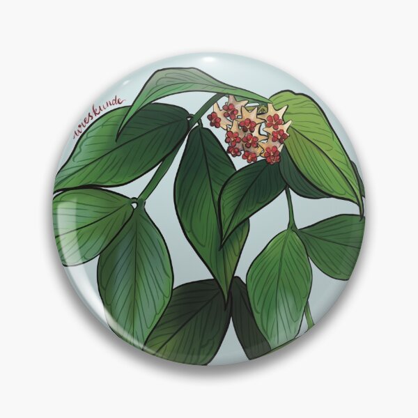Item preview, Hoya polyneura  in bloom designed and sold by Wieskunde.