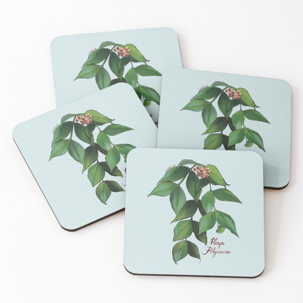 Item preview, Hoya polyneura  in bloom designed and sold by Wieskunde.
