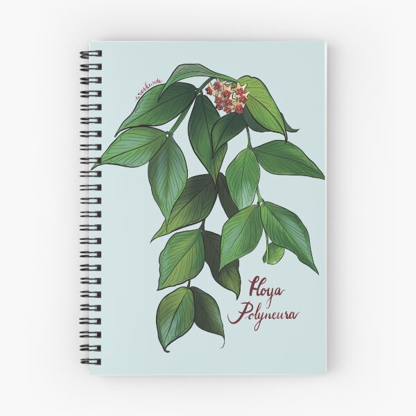 Item preview, Hoya polyneura  in bloom designed and sold by Wieskunde.