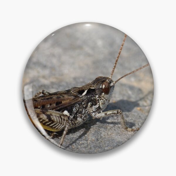 Item preview, Mottled Grasshopper designed and sold by Jouko Lehto Photography.