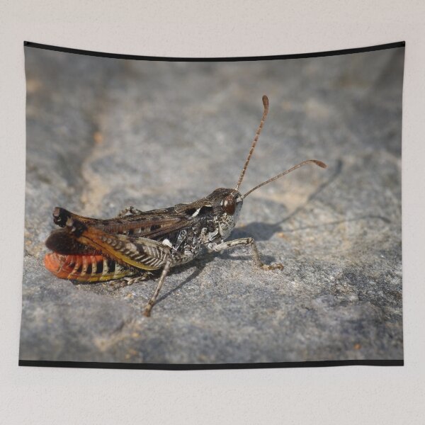 Item preview, Mottled Grasshopper designed and sold by Jouko Lehto Photography.