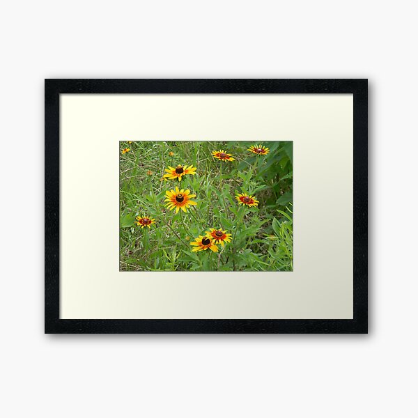 Coreopsis or Brown Eyed Susans? Framed Art Print