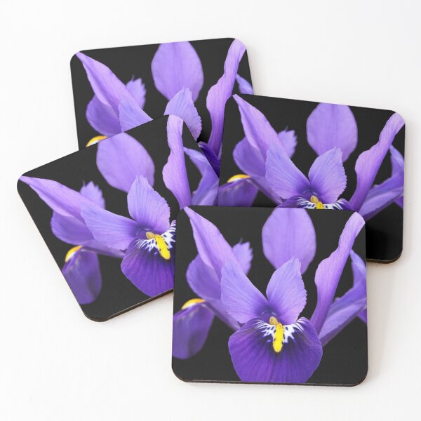 Item preview, Violet Iris reticulata 'Harmony' set against a black background. designed and sold by AmanitaArts.