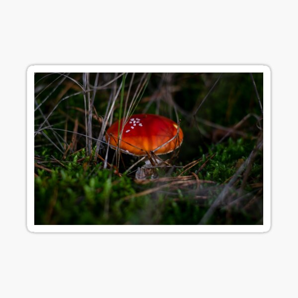 Toadstool Sticker