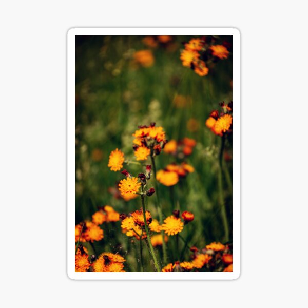 Splash of color Sticker