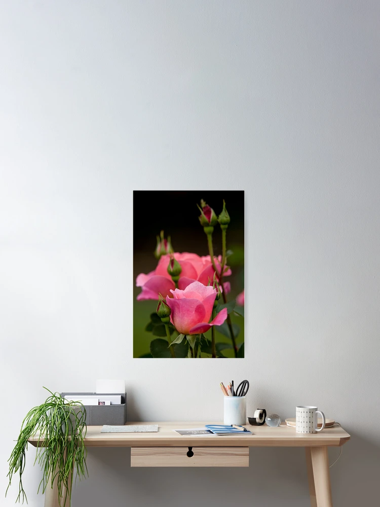 Thumbnail 2 of 3, Poster, Pink Roses designed and sold by Michael Cummings.