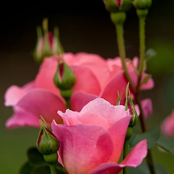Artwork thumbnail, Pink Roses by Michael Cummings
