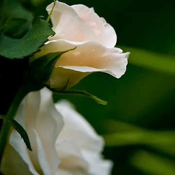 Artwork thumbnail, White Roses by Michael Cummings
