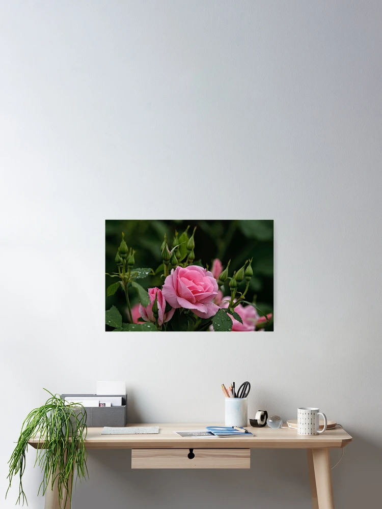 Thumbnail 2 of 3, Poster, Pink Roses designed and sold by Michael Cummings.