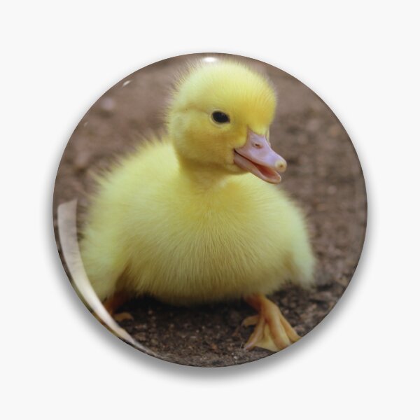 Item preview, Sympathetic duckling designed and sold by PET-SHIRTS.