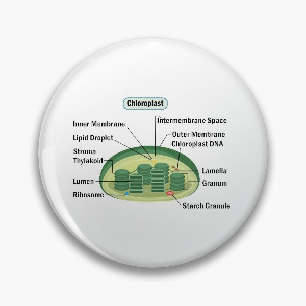 Item preview, Chloroplast, structure within the cells of plants and green algae . science illustration  designed and sold by KARTICK DUTTA.