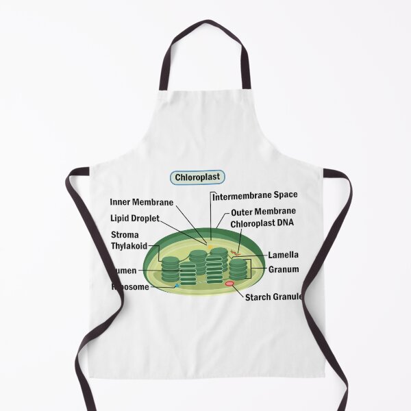 Item preview, Chloroplast, structure within the cells of plants and green algae . science illustration  designed and sold by KARTICK DUTTA.