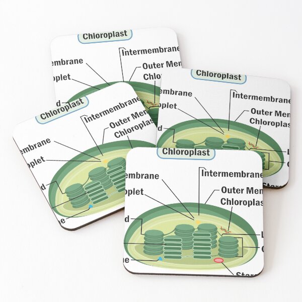 Item preview, Chloroplast, structure within the cells of plants and green algae . science illustration  designed and sold by KARTICK DUTTA.