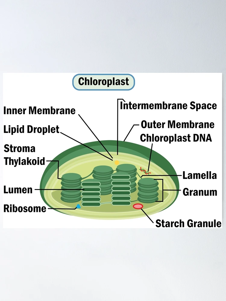 Ultra Structure of Chloroplast in Algae : Plantlet