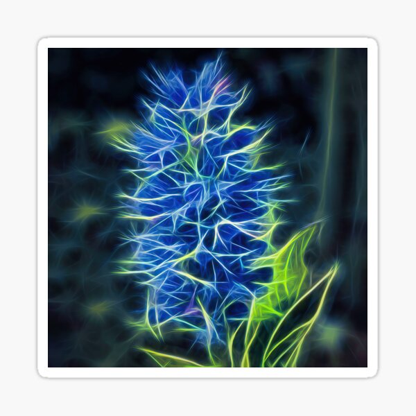 viper's bugloss – blueweed – echium vulgare ¦ Sticker