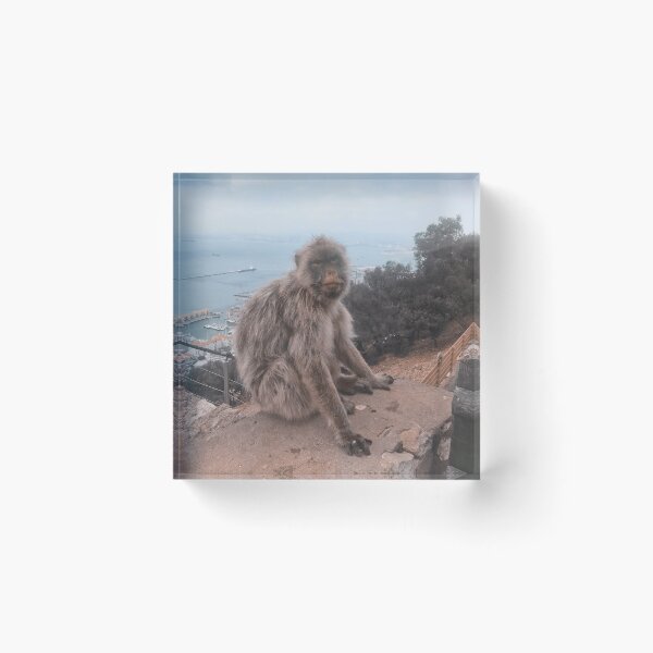 Item preview, Super cute monkey sitting on edge on a mountain in Gibraltar, Europe, England designed and sold by Barolina.