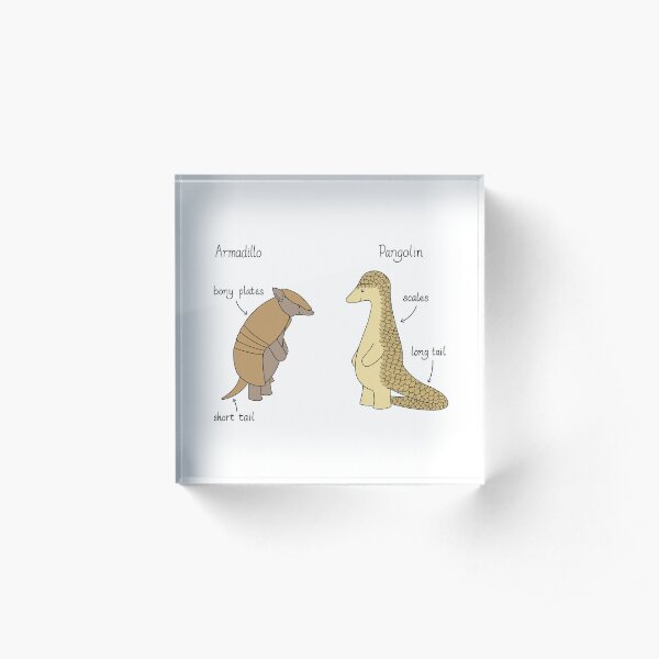 Armadillo or pangolin? Acrylic Block