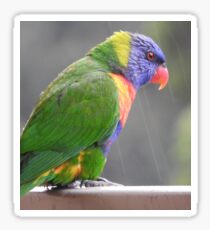 Rainbow Lorikeet Sticker