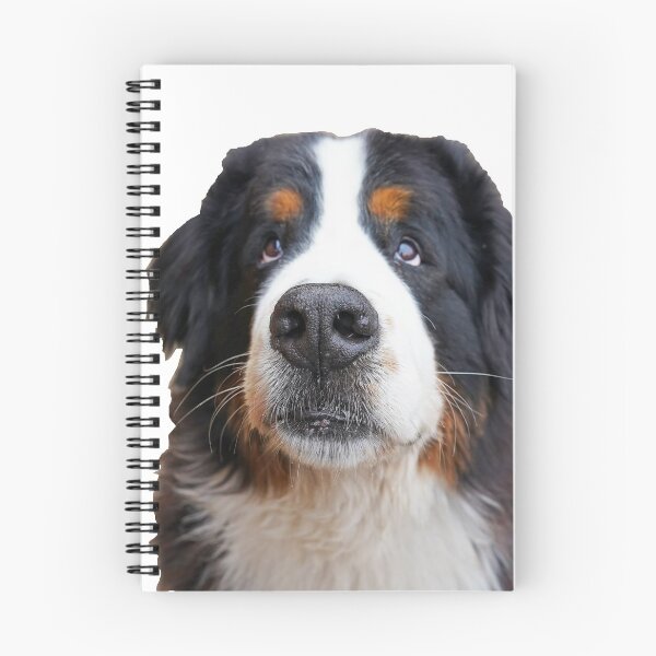 Item preview, Close up of Bernese Mountain Dog  designed and sold by AlbertandOlly.