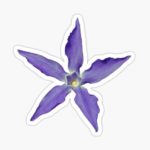 purple periwinkle flower on a white background. Sticker