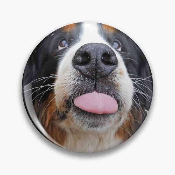Item preview, Bernese Mountain Dog sticking his tongue out  designed and sold by AlbertandOlly.