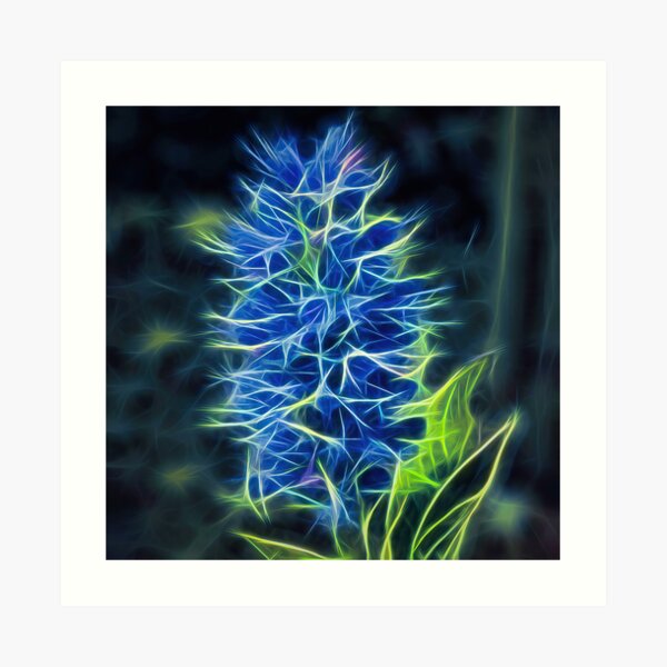 viper's bugloss – blueweed – echium vulgare ¦ Art Print