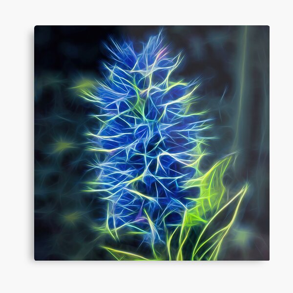 viper's bugloss – blueweed – echium vulgare ¦ Metal Print