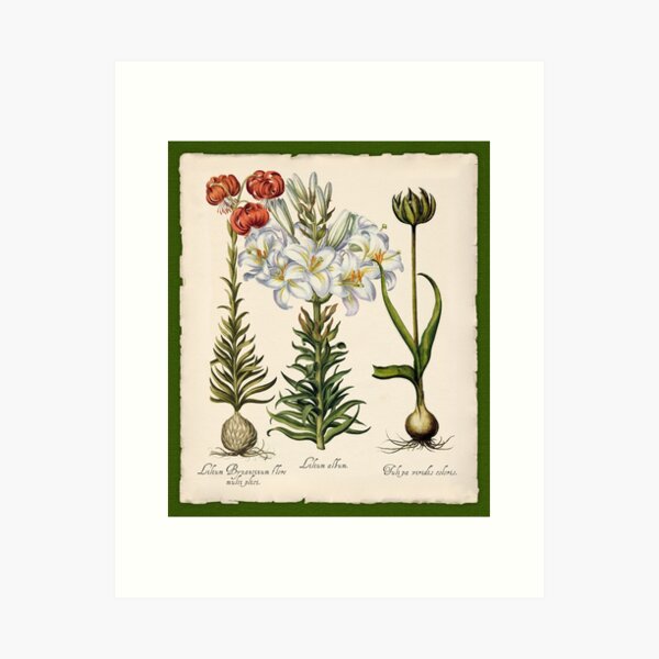 Item preview, Botanica Nostalgia III plant botanical study designed and sold by Glimmersmith.