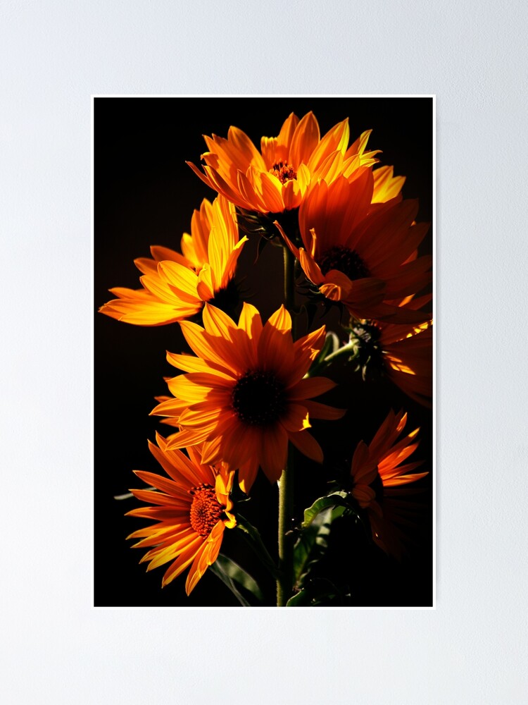 Póster «Girasoles de Maximiliano» de photoclique | Redbubble