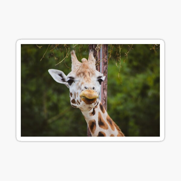 Produits Sur Le Theme Girafe Sourire Redbubble