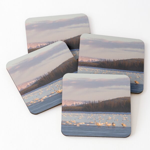 Item preview, Swans at Swan Haven Yukon designed and sold by Jukka Jantunen.